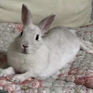 ウサギ 小動物 の里親募集情報 ペットのおうち 月間利用者150万人