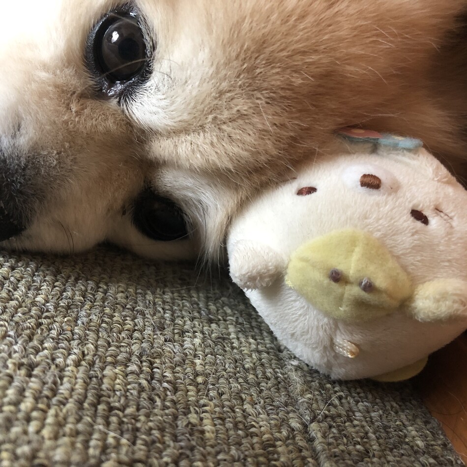 とわのカバー写真