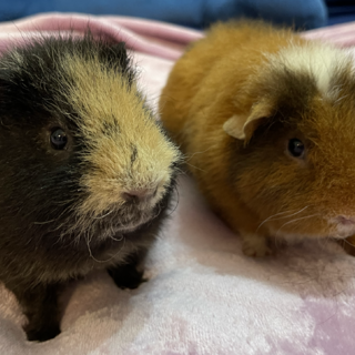 ティディモルモット２匹の里親さん募集しております！