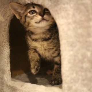 甘えん坊な美少女【かりんちゃん】