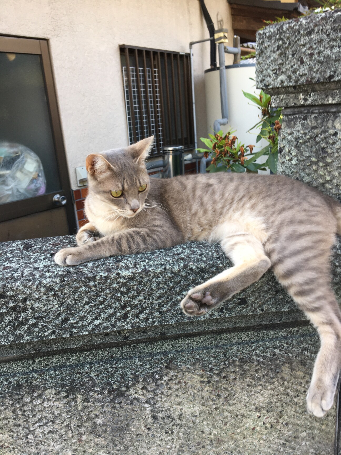 細身の美形ネコです 生駒 奈良県 猫の里親募集 4125 ペットのおうち 月間利用者150万人 細身の美形ネコです 生駒 奈良県 猫の里親募集 4125 ペットのおうち 月間利用者150万人