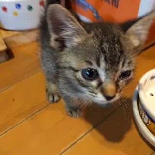 小柄な身体で好奇心いっぱいの甘えん坊キジ♀1か月半