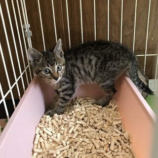 キジちゃん^_^緊急里親募集中！！