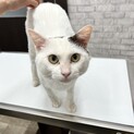 推定2-3歳齢のエイズキャリアーの男の子