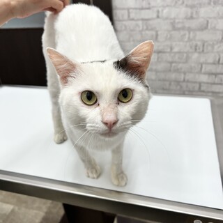 推定2-3歳齢のエイズキャリアーの男の子