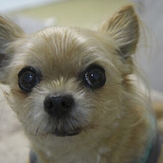 病気のため、世話ができなくなりました。