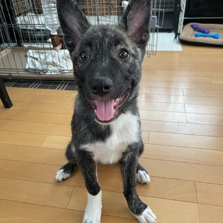 明るく人懐っこい桧織❤️野犬にも家族を