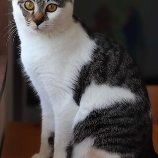 キジ白仔猫　オーロラちゃん 里親様募集