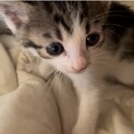 生後一ヶ月子猫ちゃん綺麗な顔と模様です