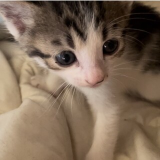 生後一ヶ月子猫ちゃん綺麗な顔と模様です