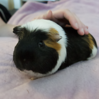 クレステッドモルモット1匹の里親さん募集中です！