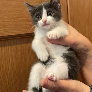 人懐こい元気な2ヶ月の女の子（千穂ちゃん）です！