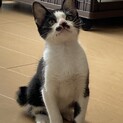 ハチワレちょびひげちゃん
