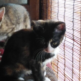 活発な子猫です。