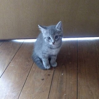 【代理投稿】可愛いグレーの女の子♡2ヶ月半