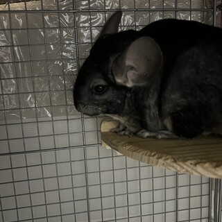 チンチラ　スタンダードグレー