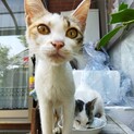 姉妹の保護子猫