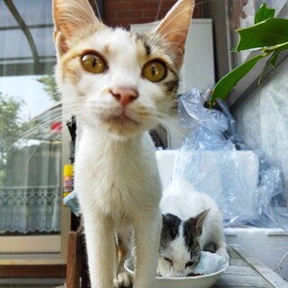 姉妹の保護子猫