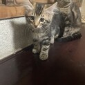 【代理投稿】フワフワやや長毛♡ニャンコ2ヶ月半