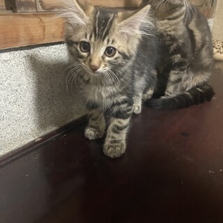【代理投稿】フワフワやや長毛♡ニャンコ2ヶ月半