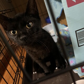 世界自然遺産【徳之島生まれ】黒猫、ゴールドアイ