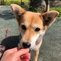 お散歩、遊び大好きな元野犬まみ