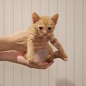 人懐っこい1ヶ月の茶トラにゃんこです。