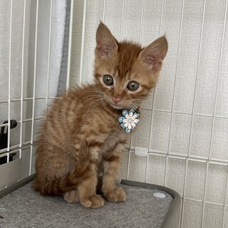 生後1か月半の女の子