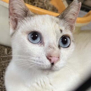 世界自然遺産【徳之島生まれ！】ブルーアイちゃん！