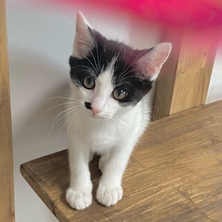 ちょこちょこマイペース坊や「ポンカン」くん❤