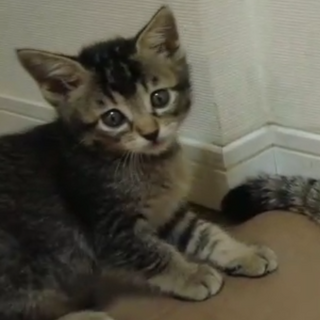 甘えんぼうの　愛らしい　きんちゃんです