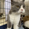 ブリティッシュショートヘアのはなちゃんとその子猫