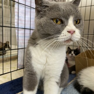 ブリティッシュショートヘアのはなちゃんとその子猫