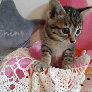 甘えん坊　愛らしい　すずちゃん