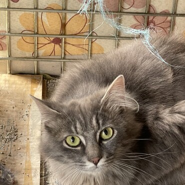 藤原子猫