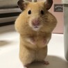 もちこきなこ