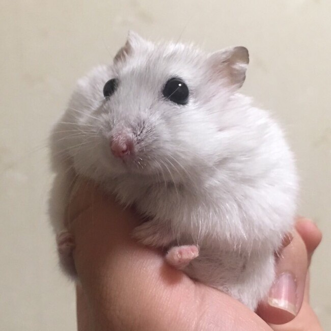もちこきなこのカバー写真