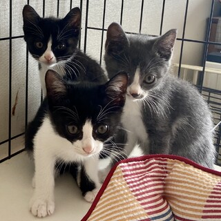 【お見合い随時】ハチワレ界のアイドル★甘えん坊