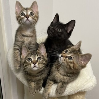 甘えん坊の美猫ころふわ兄妹チェリー