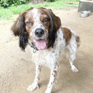 天真爛漫☆クリストファー　7歳