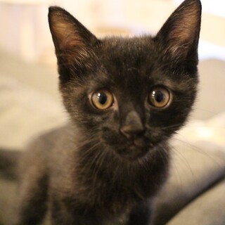 いつもご機嫌な甘えん坊【たねくん】