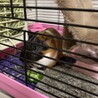 大切に育ててくれる方 サムネイル2