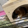 大切に育ててくれる方 サムネイル3