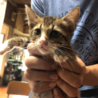 生後２ヶ月の子猫の里親募集 サムネイル3
