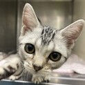 生後2ヶ月アメショ　風邪っぴきだった男の子