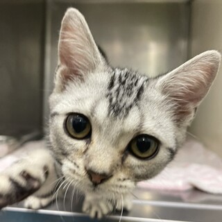 生後2ヶ月アメショ　風邪っぴきだった男の子