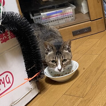 猛暑なんて関係ない！ごはんもうんちもソファー生活♡リビングはあたちのナワバリψ(｀∇´)ψ