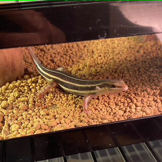 ニホントカゲを育てていただける方募集しております