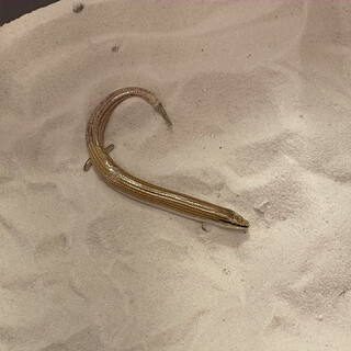 エジプトクサビトカゲを育てていただける方を募集