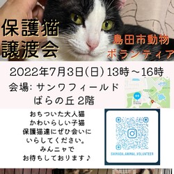 ネコの譲渡会IN島田